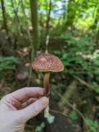 Image of Boletellus pseudochrysenteroides A. H. Sm. & Thiers 1971