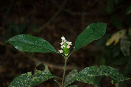 Слика од Lankesteria brevior C. B. Cl.