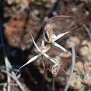 Caladenia saxicola A. P. Br. & G. Brockman resmi