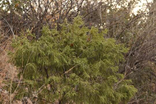 Image of Juniperus flaccida var. flaccida