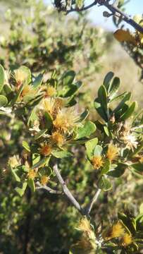 Image of <i>Distephanus polygalaefolia</i>