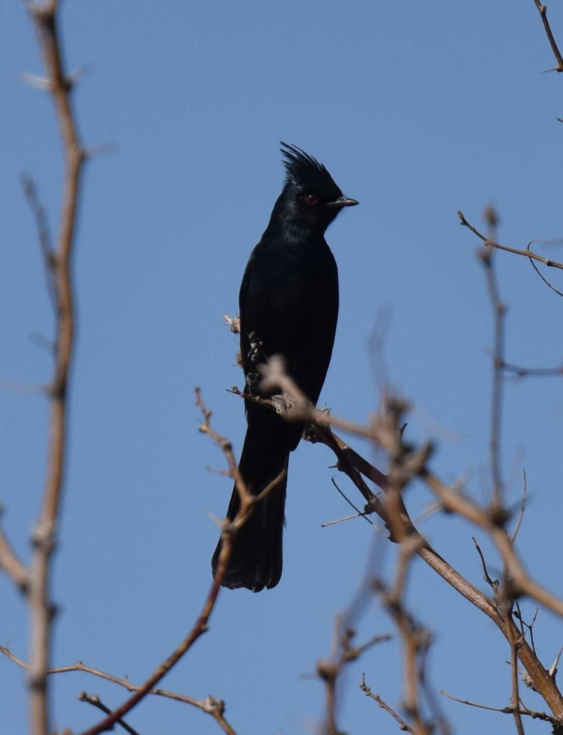 Image of Phainopepla Baird & SF 1858