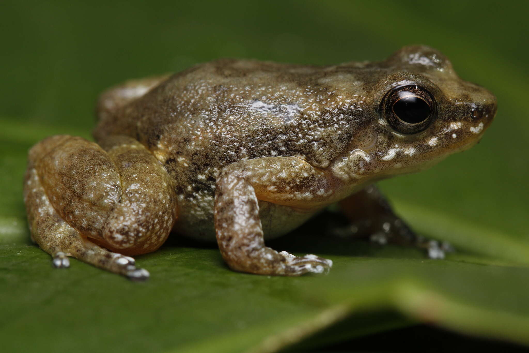 Image of Hyloxalus vergeli Hellmich 1940