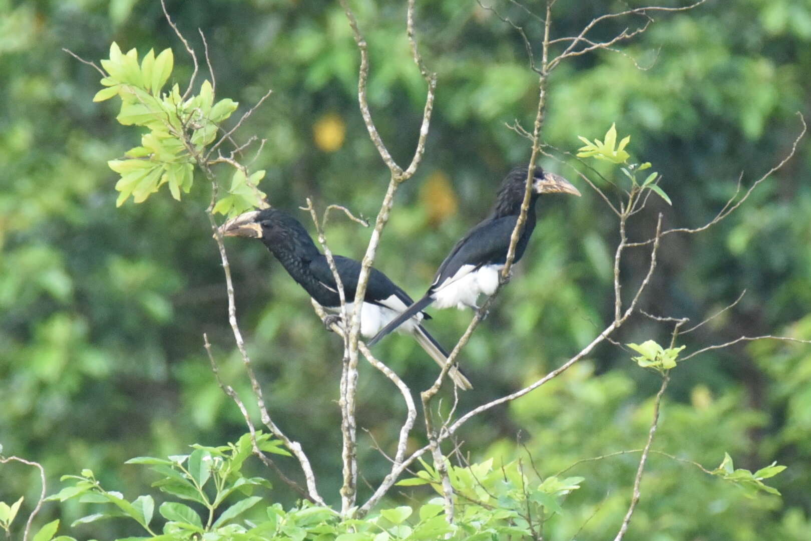 Image of Piping Hornbill