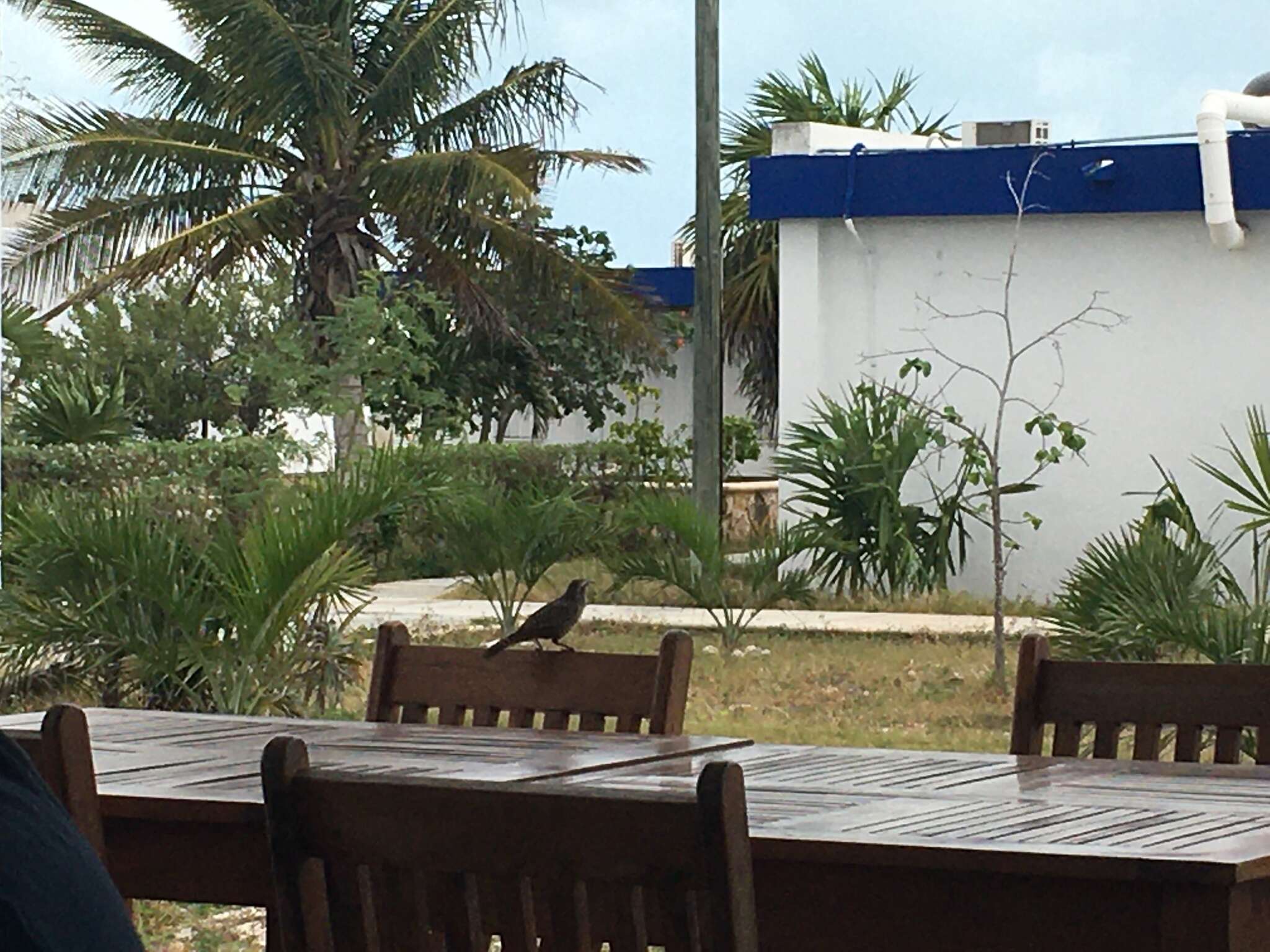 Image of Yucatan Wren