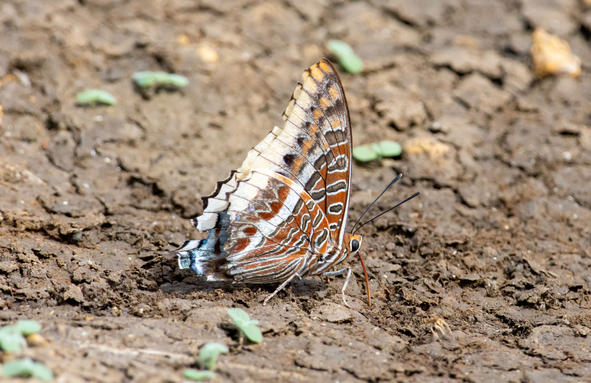 Imagem de Charaxes epijasius Reiche 1849