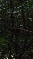 Image of Yellow-eared Toucanet