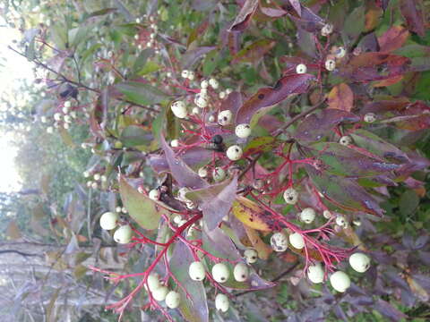 Image of Gray Dogwood