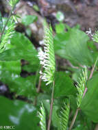 صورة Chasechloa madagascariensis (Baker) A. Camus