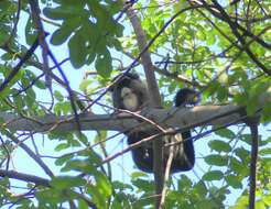 Image of De Brazza's Guenon