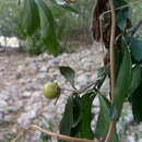 Image de Diospyros anisandra S. F. Blake