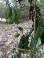 Image de Diospyros anisandra S. F. Blake