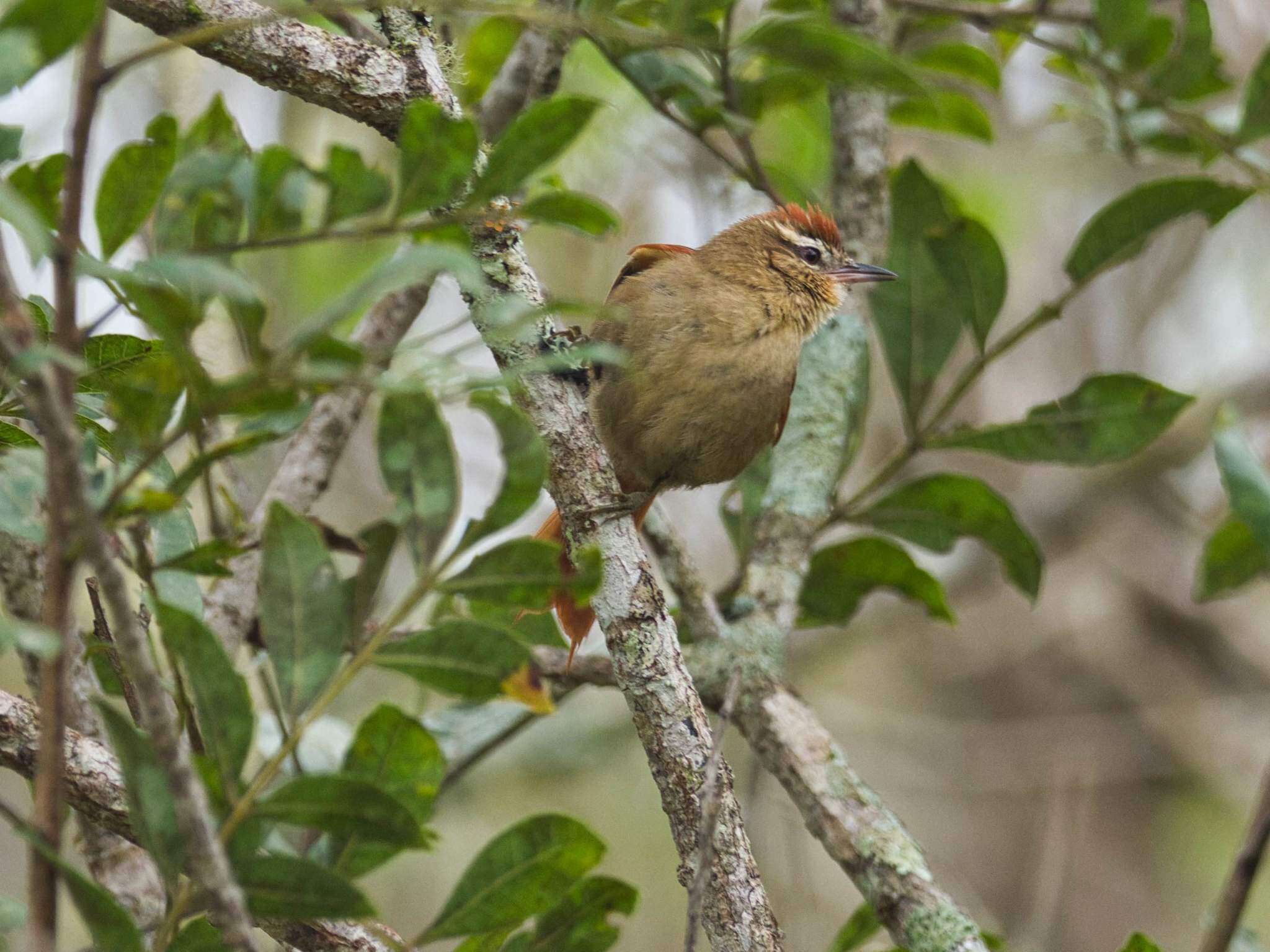 Image of Pallid Spinetail