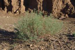 Imagem de Indigofera cryptantha var. occidentalis Baker fil.