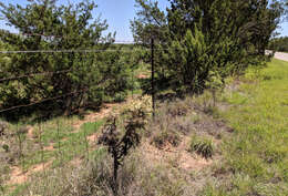 Image of thistle cholla