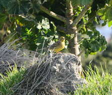 Image of Emberiza citrinella caliginosa Clancey 1940