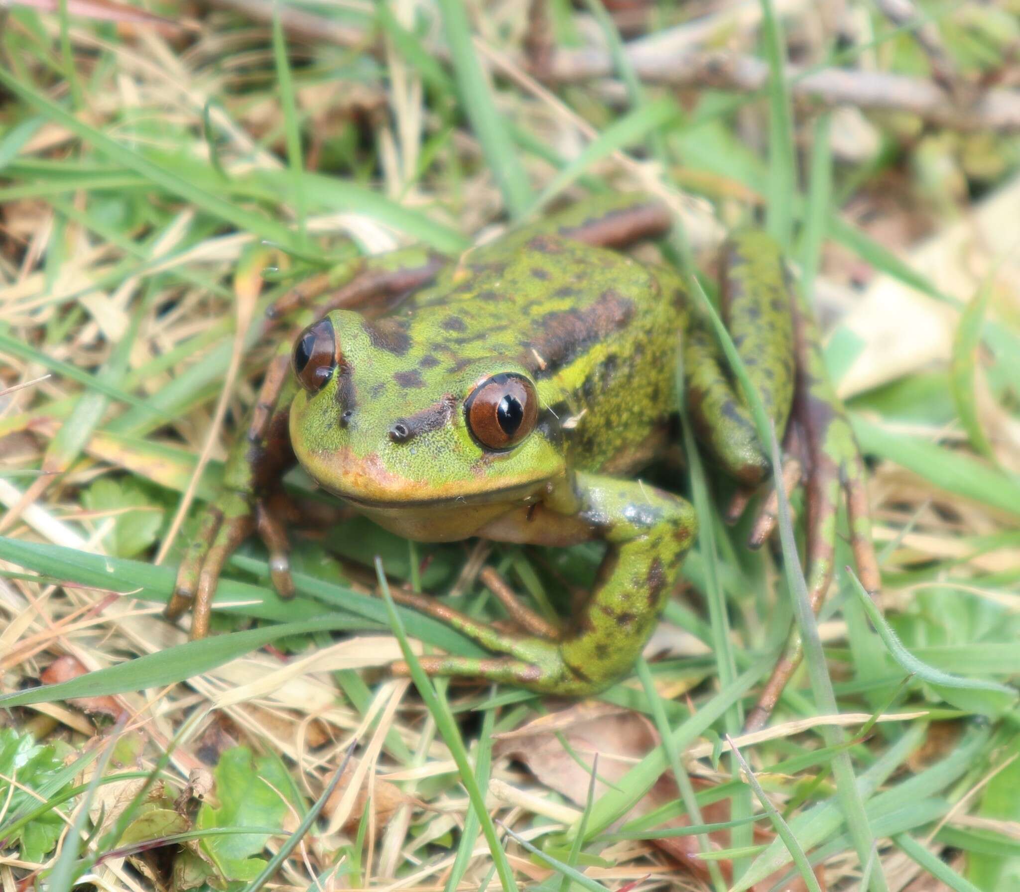 Image of Emerald Forest Frog