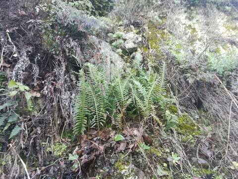 Polypodium plesiosorum Kunze的圖片