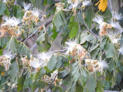 Image of Inga vera subsp. eriocarpa (Benth.) Leon