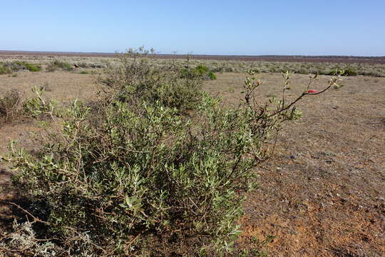 Image of Eremophila glabra subsp. glabra