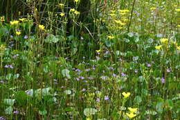 Image de Utricularia barkeri R. W. Jobson