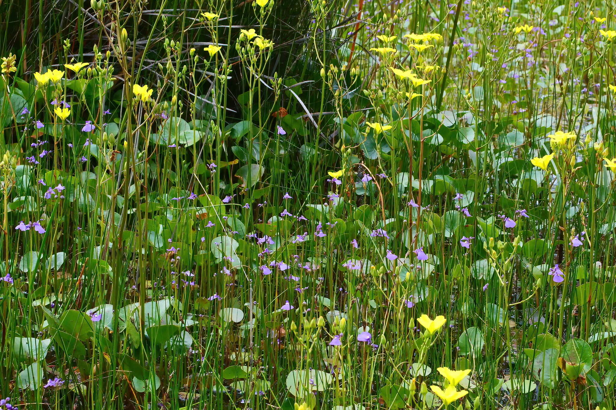 Image de Utricularia barkeri R. W. Jobson