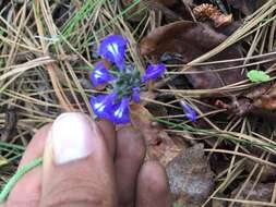 Imagem de Salvia unicostata Fernald