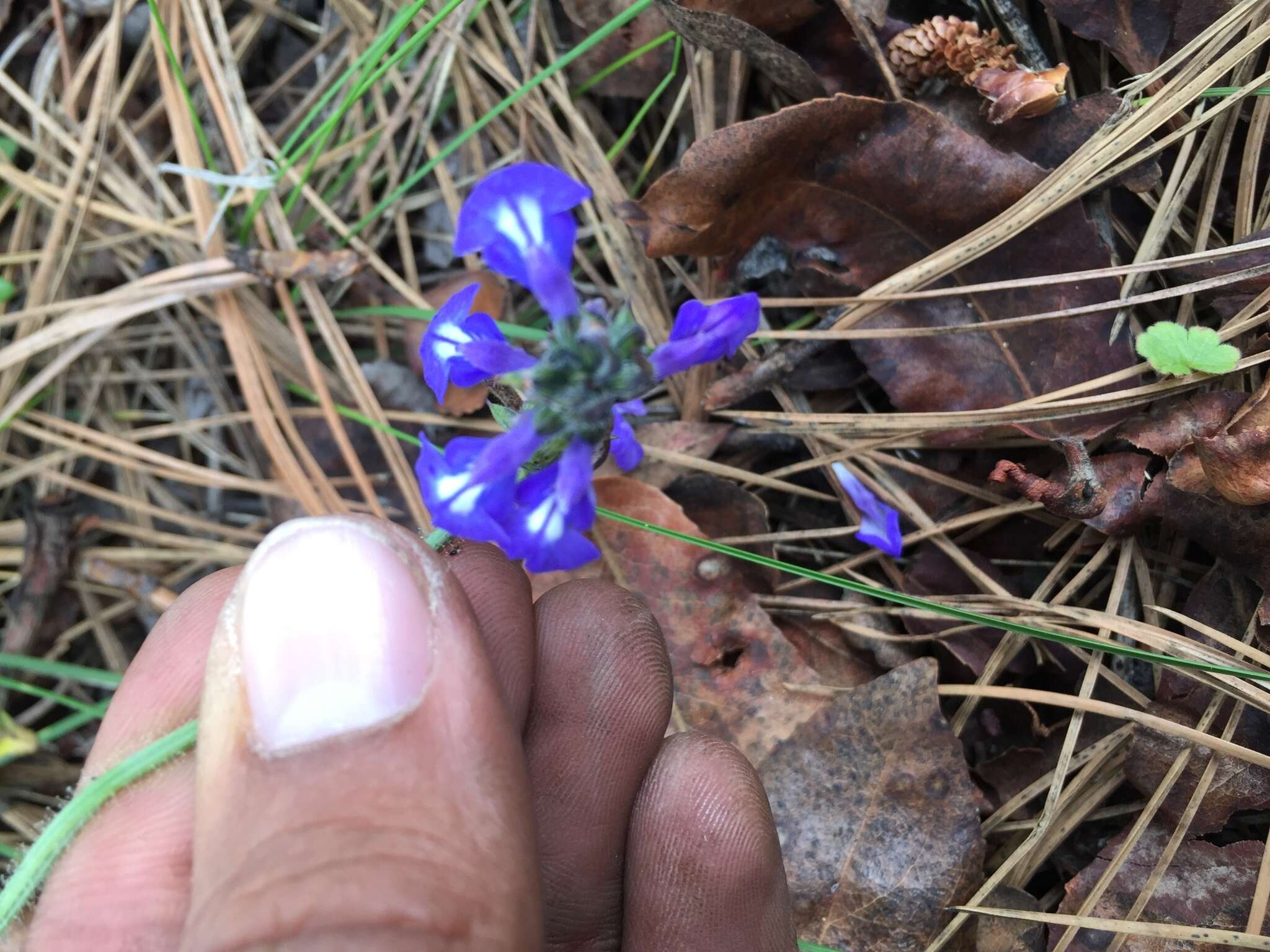 Imagem de Salvia unicostata Fernald