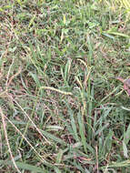 Image of dallisgrass