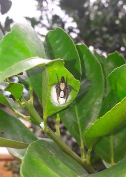 Image of Oxyopes niveosigillatus Mello-Leitão 1945