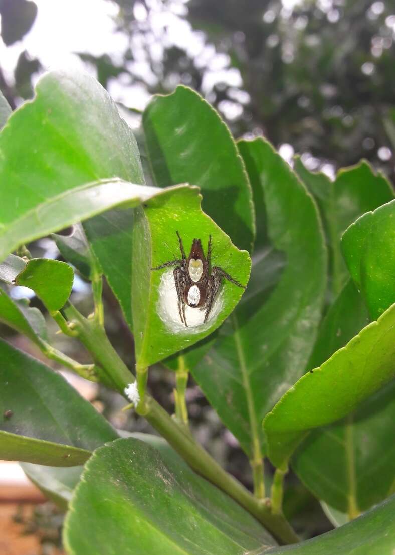 Image of Oxyopes niveosigillatus Mello-Leitão 1945