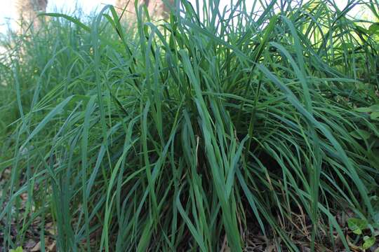 Image of lemon grass