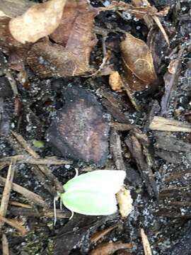 Image of green oak tortrix