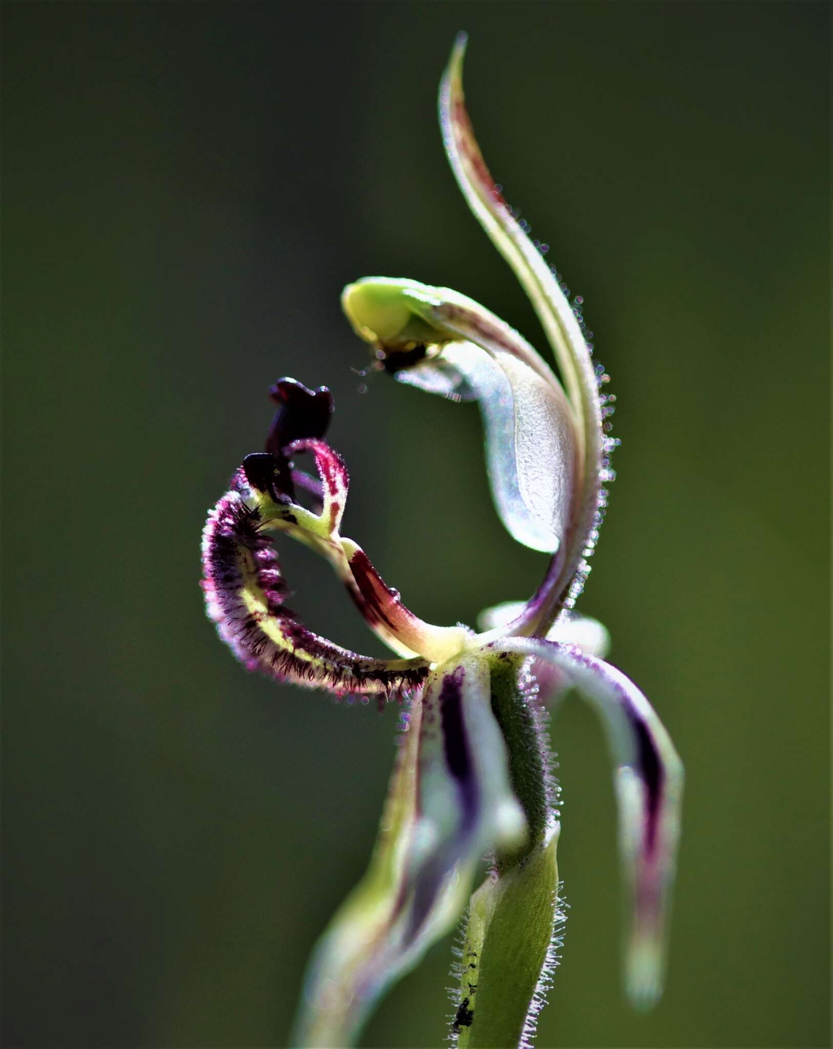 Image of Common dragon orchid