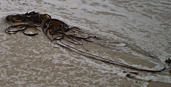 Image of New Zealand bull kelp