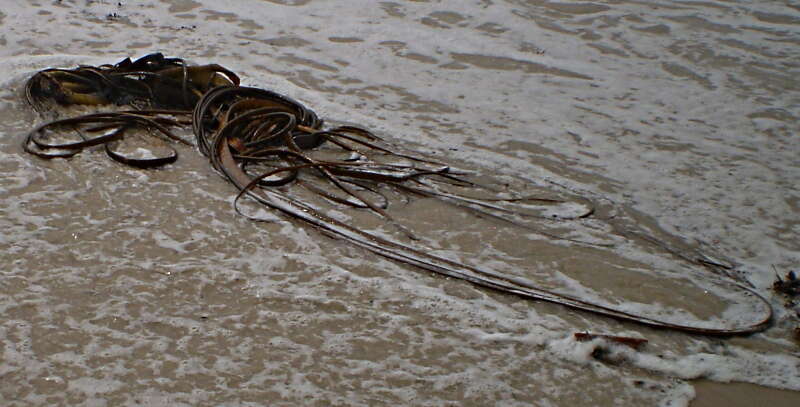 Image of New Zealand bull kelp