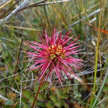 Image of Acaena microphylla Hook. fil.