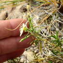 Plancia ëd Gutierrezia solbrigii Cabrera