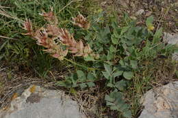 Image of Astragalus megalomerus Bunge