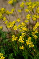 Image of Tweedy's ivesia