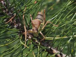 Image of saddle-backed bush-cricket