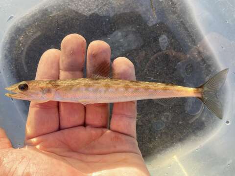 Image of California lizardfish