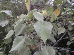 Image of Abutilon ibarrense Kunth