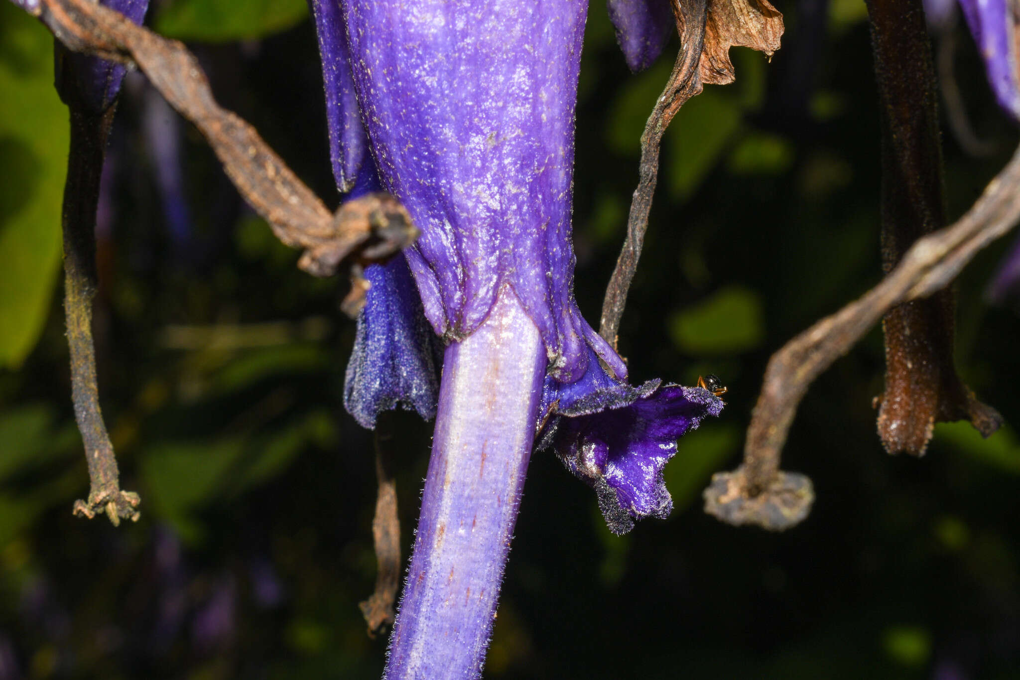 Слика од Iochroma calycina Benth.