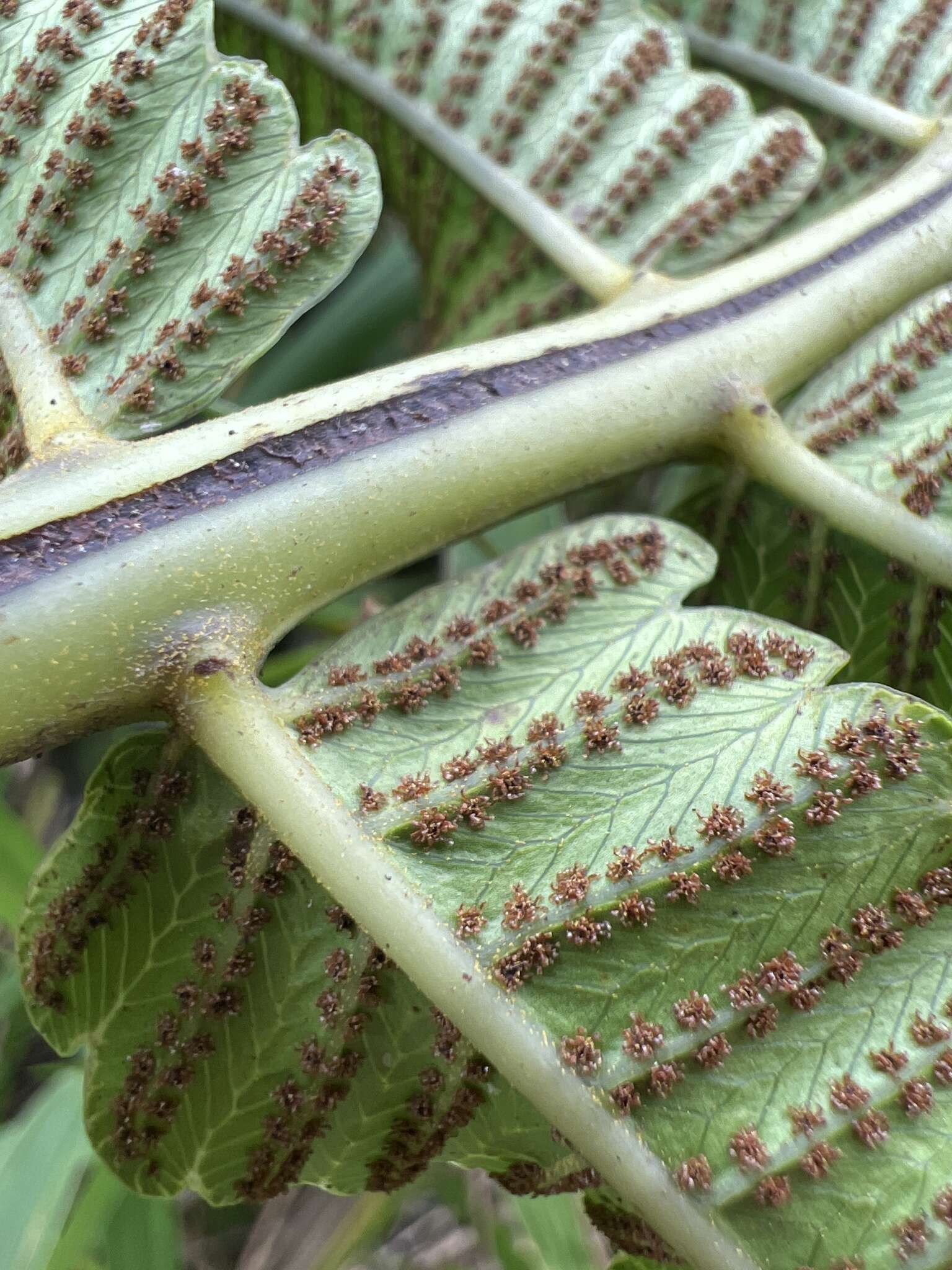 Image of Menisciopsis cyatheoides (Kaulf.) S. E. Fawc. & A. R. Sm.