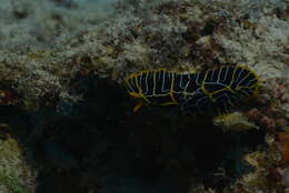 Image of Orange ridge black slug