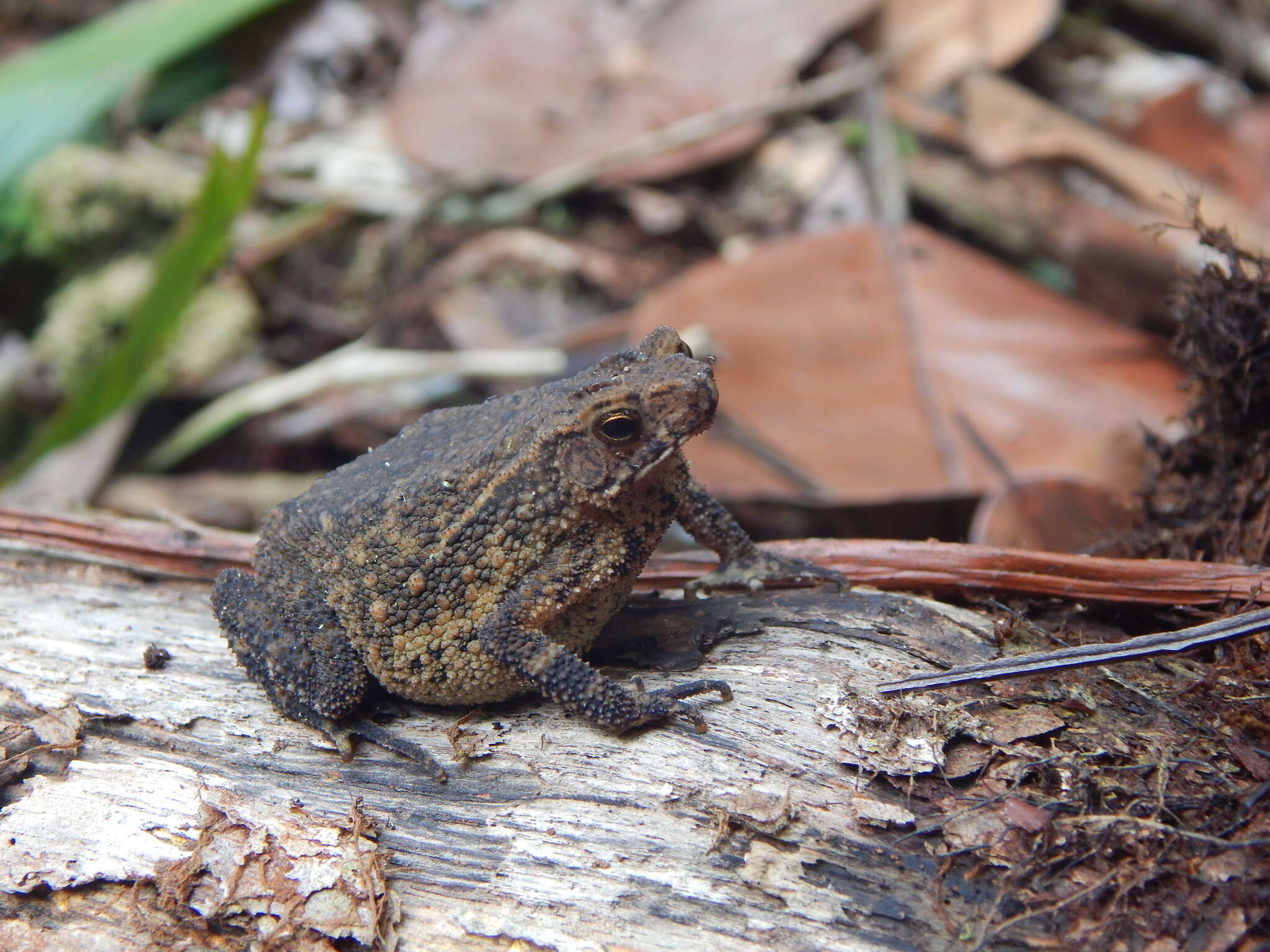 Image de Ingerophrynus quadriporcatus (Boulenger 1887)