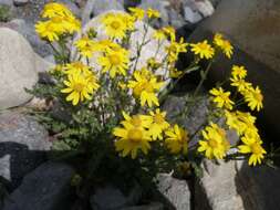 Plancia ëd Senecio leucanthemifolius subsp. caucasicus (DC.) Greuter