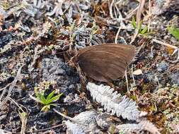 Erebia mackinleyensis Gunder 1932 resmi