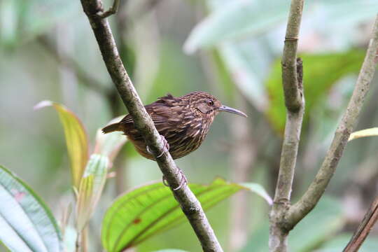 Imagem de Napothera malacoptila (Blyth 1847)